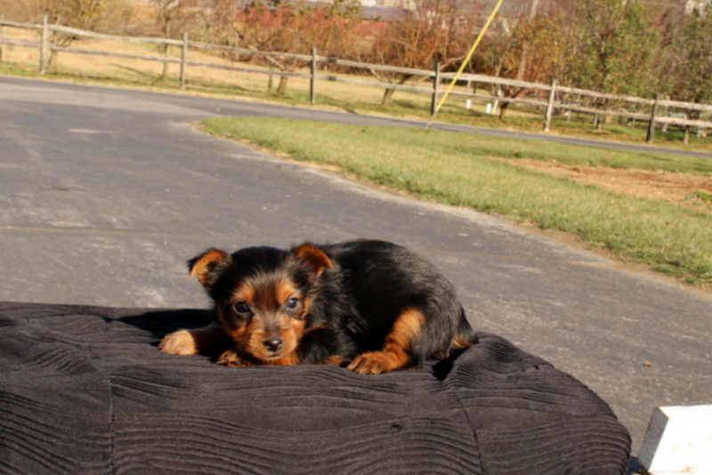 puppy, for, sale, Yokshire Terrier, Matthew B. Stoltzfus, dog, breeder, Gap, PA, dog-breeder, puppy-for-sale, forsale, nearby, find, puppyfind, locator, puppylocator, aca